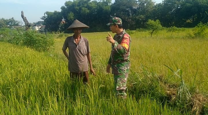 Memantau Tanaman Padi Jelang Panen sebagai Tugas Babinsa