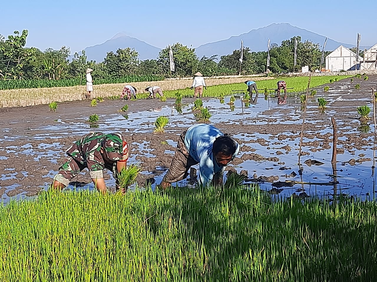 Dengan Semangat Gotong Royong Babinsa Bantu Cabuti Benih Padi