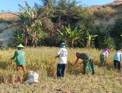 Bantu Petani Panen Padi, Bentuk Dukungan Babinsa