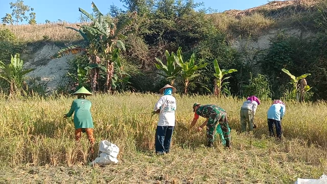 Bantu Petani Panen Padi, Bentuk Dukungan Babinsa