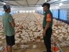 Babinsa Turun Langsung, Pantau Peternak Ayam Potong Pastikan Ketersediaan Pangan Aman
