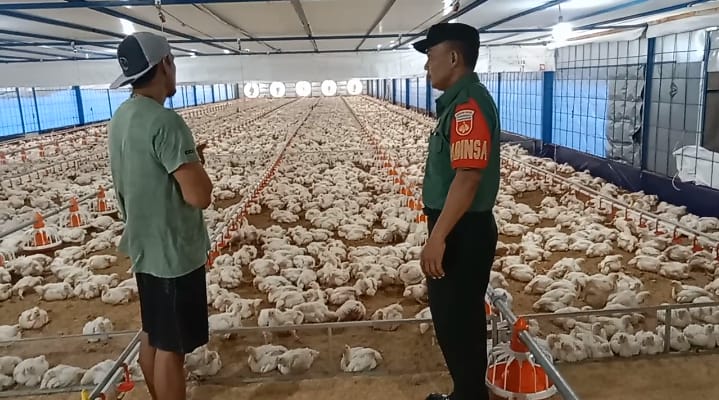 Babinsa Turun Langsung, Pantau Peternak Ayam Potong Pastikan Ketersediaan Pangan Aman