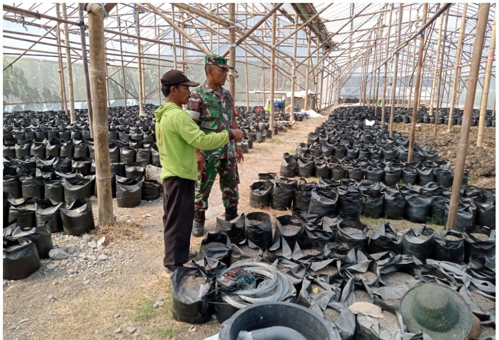 Komsos Babinsa dengan Petani Melon Guna Mendukung dan Memajukan Sektor Pertanian