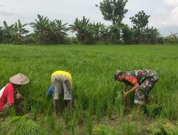 Peduli Pertanian Babinsa Bantu Cabuti Gulma pengganggu