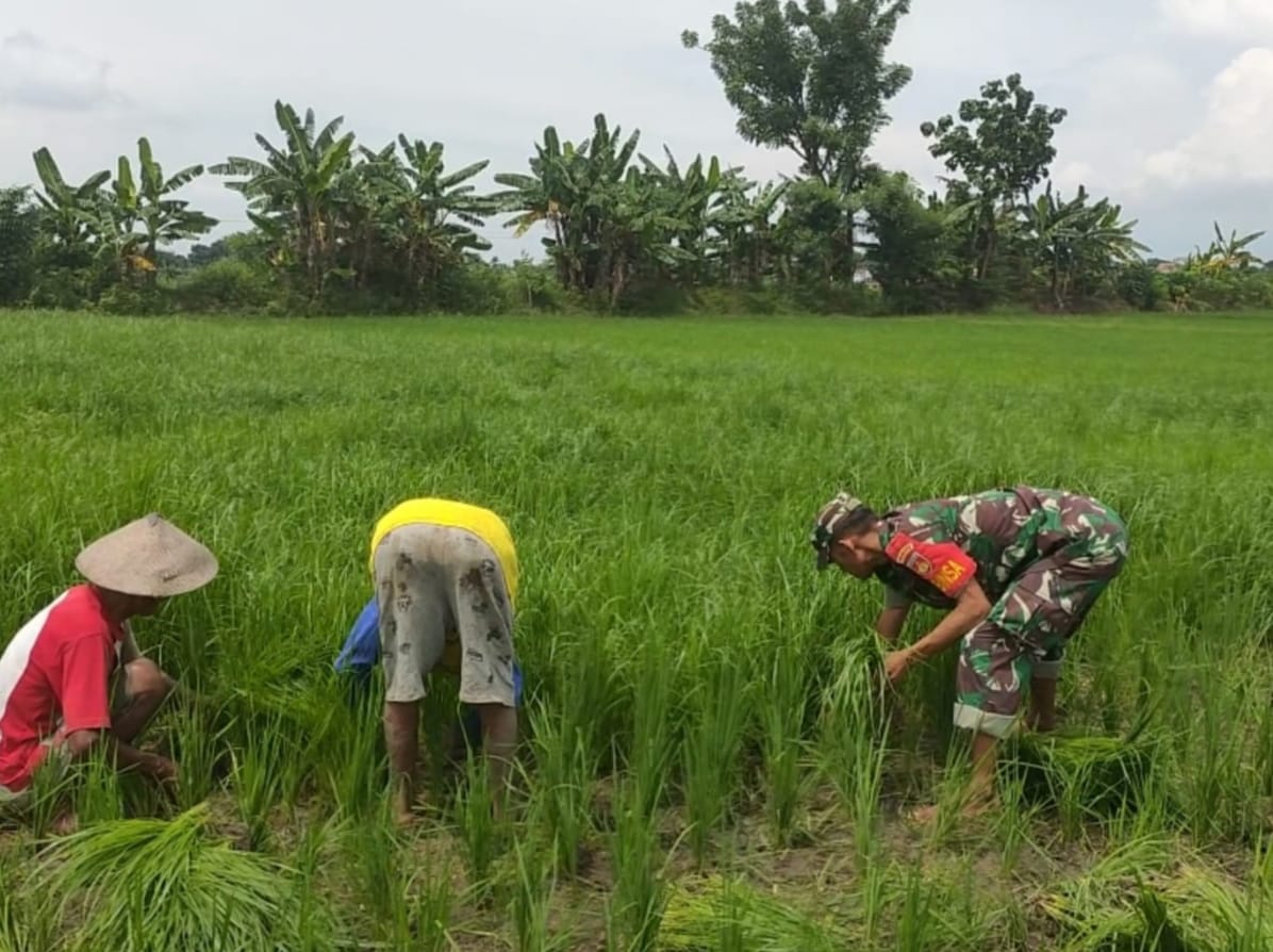 Peduli Pertanian Babinsa Bantu Cabuti Gulma pengganggu