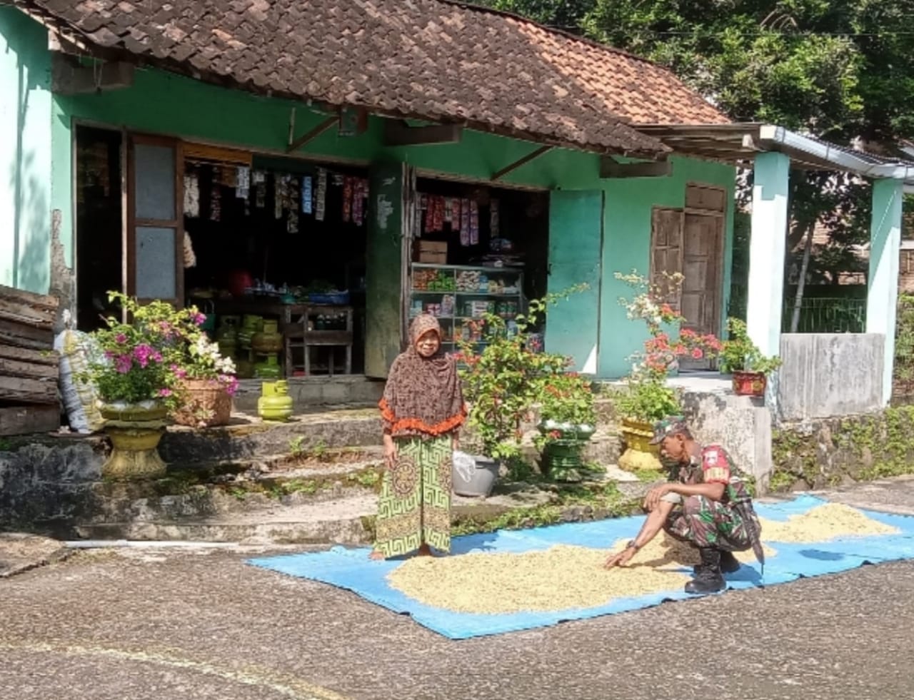 Sinergi Babinsa dan Petani dalam Jemur Padi