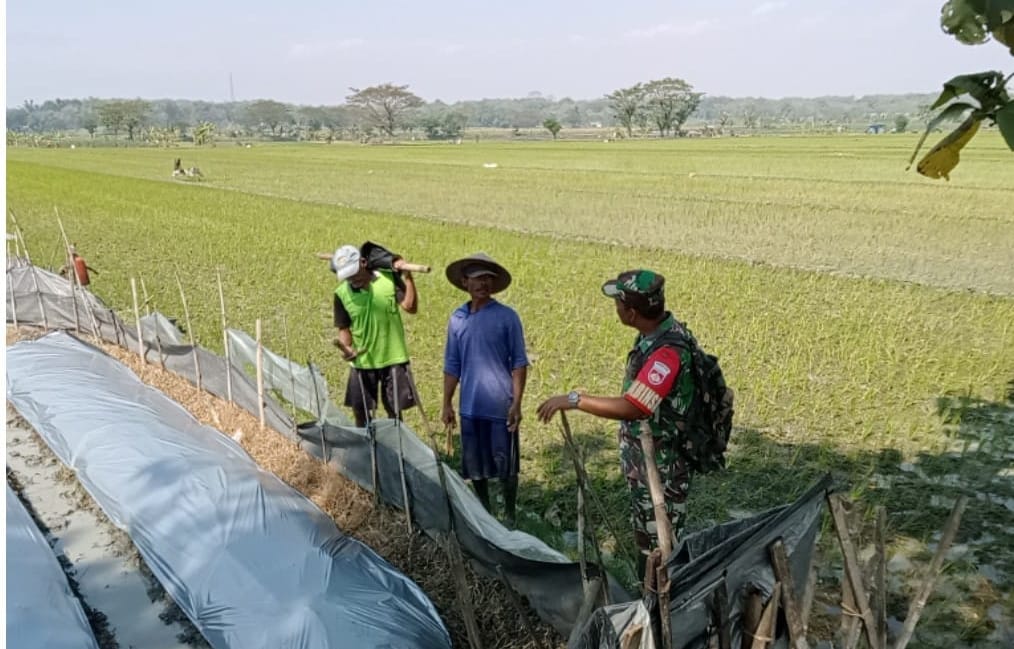 Salah Tugas Utama Babinsa Bisa Mendekatkan Diri Dengan Semua Lini Masyarakat Termasuk Petani