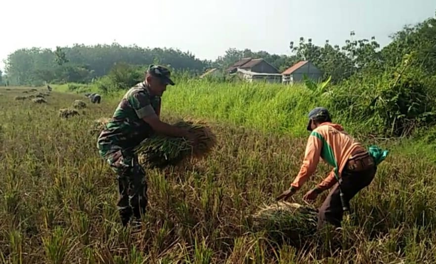 Turun Tangan Langsung Sertu Joko Bantu Panen Padi  Senin ( 15/07/2024 ) Tanpa ragu-ragu, Sertu Joko M Babinsa kelurahan Plumbungan Koramil 02/Karangmalang Kodim 0725/Sragen Sertu Joko M memutuskan untuk memberikan bantuan langsung dengan turun tangan membantu memanen padi bersama Poktan Karya Tani di Kp. Terik tani Kel.Plumbungan Kec. Karangmalang. Dengan mengenakan pakaian kerja yang sederhana, Babinsa turun ke sawah dan bergabung dengan para petani yang sedang bekerja keras memanen padi. Dengan semangat dan ketekunan, Babinsa ikut serta dalam kegiatan panen padi tanpa mengenal lelah, memberikan contoh yang baik dan menjadi teladan bagi warga desa lainnya. Selama proses panen padi, Sertu Joko tidak hanya membantu dalam memanen padi, tetapi juga memberikan motivasi dan semangat kepada para petani. Dia berbicara dengan penuh kehangatan, menceritakan pengalaman dan kisah inspiratif tentang pentingnya kerja keras dan kebersamaan dalam mencapai hasil maksimal. Di tengah keringat dan kerja keras, suasana di sawah menjadi semakin hangat dan penuh kebersamaan. Babinsa dan para petani saling bahu-membahu, saling bertukar cerita, dan saling menguatkan satu sama lain. Mereka bekerja sebagai satu tim yang solid, tanpa memandang perbedaan status atau profesi. “ Dengan terjun langsung ke sawah dan membantu panen padi, Babinsa tidak hanya menjadi sosok yang dihormati oleh warga desa, tetapi juga menjadi contoh nyata tentang pentingnya gotong royong dan kebersamaan dalam menjalani kehidupan di pedesaan “ Ungkap Joko.