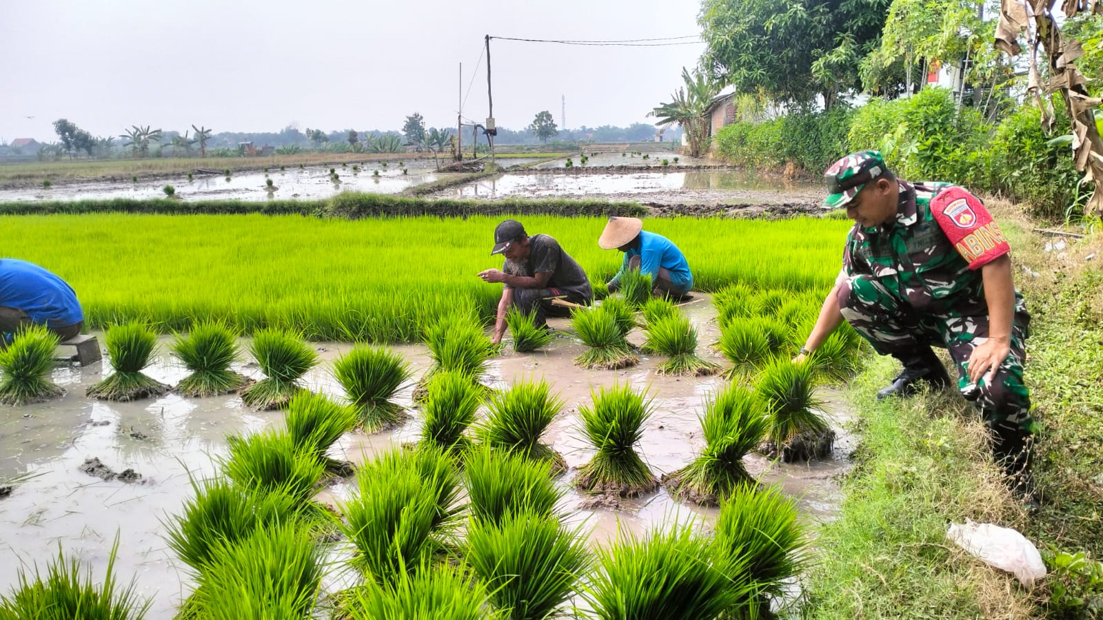 Babinsa Menjadi Mitra Terpercaya dalam Membantu Tanam Padi untuk Kesejahteraan Petani Desa Wonotolo