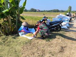 Dengan Semangat yang Tinggi, Suryadi Mengunjungi Sawah Tempat Para Petani Sedang Sibuk Panen Padi
