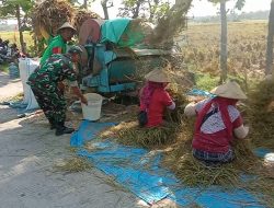 Serka Sumartana Bantu Petani Panen Padi