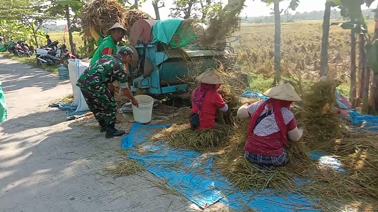 Serka Sumartana Bantu Petani Panen Padi