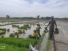 Babinsa Turun Sawah Bantu Angkat Bibit Padi