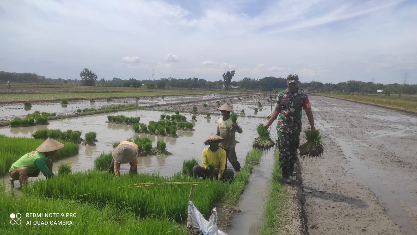 Babinsa Turun Sawah Bantu Angkat Bibit Padi