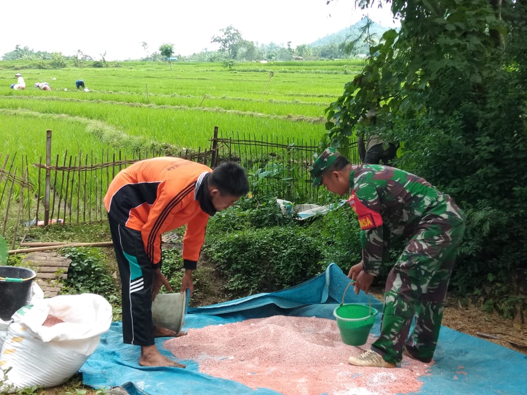Babinsa Desa Plosorejo Bantu Pemupukan