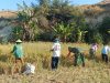Babinsa Panen Padi Bersama Poktan Tani Mituhu