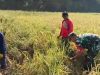 Babinsa Berjibaku, Bantu Petani Panen Padi di Tengah Musim Panen
