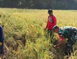Babinsa Berjibaku, Bantu Petani Panen Padi di Tengah Musim Panen