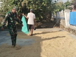Babinsa Menjadi Mitra Terpercaya dalam Membantu Proses Jemur Padi