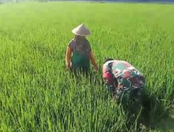 Babinsa Berjibaku dengan Gulma, Dorong Meningkatnya Hasil Panen Petani