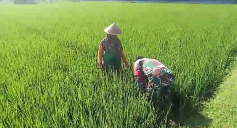 Babinsa Berjibaku dengan Gulma, Dorong Meningkatnya Hasil Panen Petani