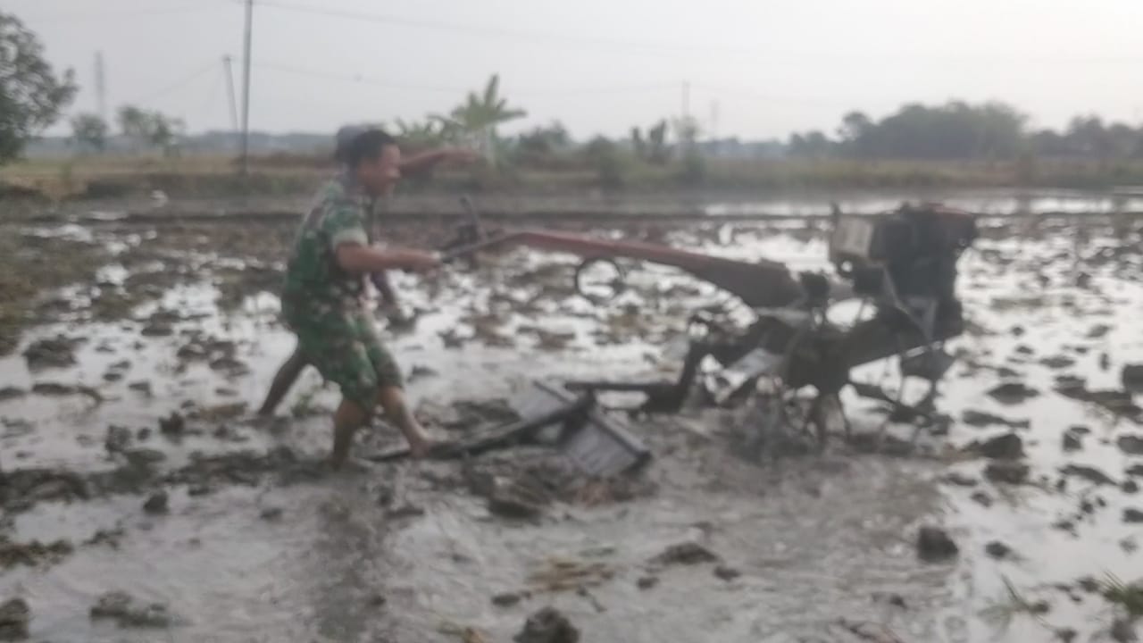 Babinsa Bantu Petani Bajak Sawah