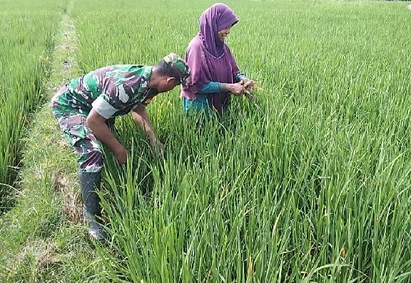 Babinsa Tak Takut Kotor, Bantu Cabut Gulma Demi Hasil Panen yang Maksimal