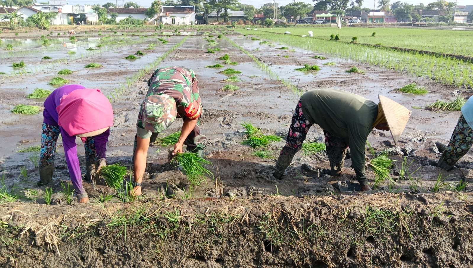 Guna Mendukung Petani Dalam Meningkatkan Produksi Pertanian, Babinsa Saradan Bantu Tanam Padi