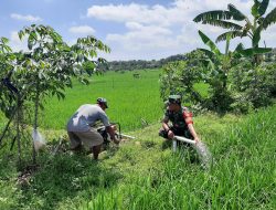 Babinsa Bantu Pengairan Sawah Guna Optimalkan Keberhasilan Panen Padi