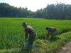 Terjun Langsung ke Sawah, Serma Sugiyo Bantu Petani Cabuti  Rumput