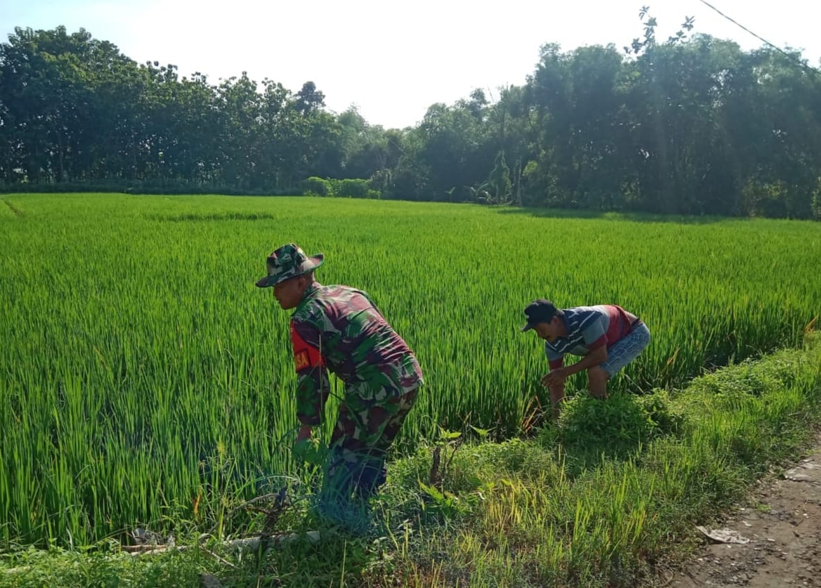 Terjun Langsung ke Sawah, Serma Sugiyo Bantu Petani Cabuti  Rumput