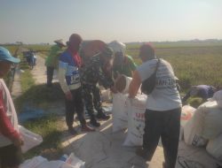 Wujudkan Swasembada Pangan, Babinsa Bantu Panen Padi