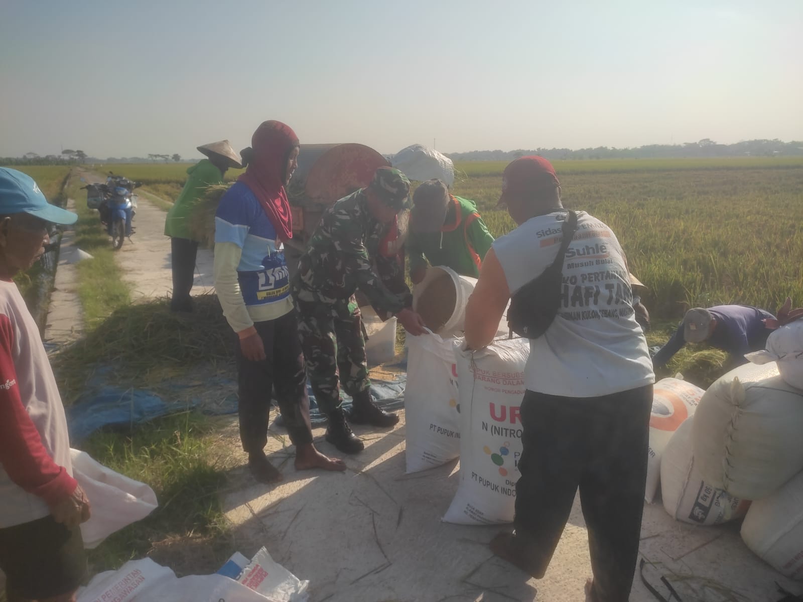 Wujudkan Swasembada Pangan, Babinsa Bantu Panen Padi