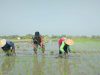 Babinsa Turun Sawah, Bantu Petani Tanam Padi