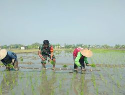 Babinsa Turun Sawah, Bantu Petani Tanam Padi