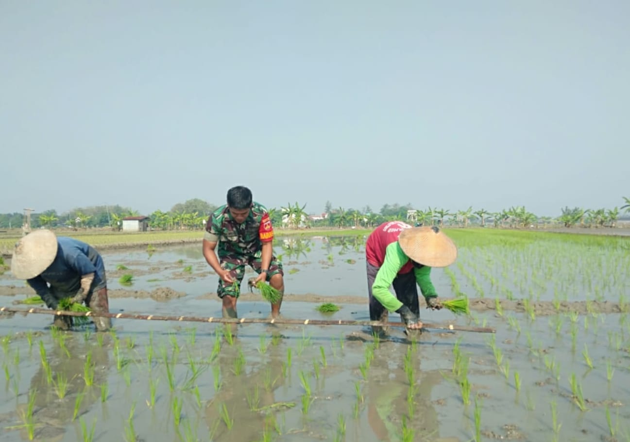 Babinsa Turun Sawah, Bantu Petani Tanam Padi
