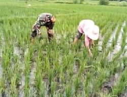 Babinsa Bantu Pemiliharaan Tanaman Padi Dengan Ikut Cabuti Gulma