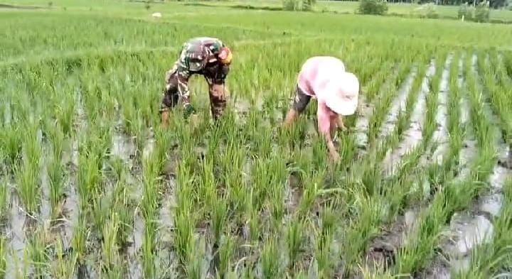 Babinsa Bantu Pemiliharaan Tanaman Padi Dengan Ikut Cabuti Gulma