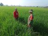Babinsa Dampingi Petani Pantau Tanaman Padi, Pastikan Hasil Panen Melimpah