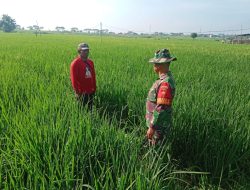 Babinsa Dampingi Petani Pantau Tanaman Padi, Pastikan Hasil Panen Melimpah