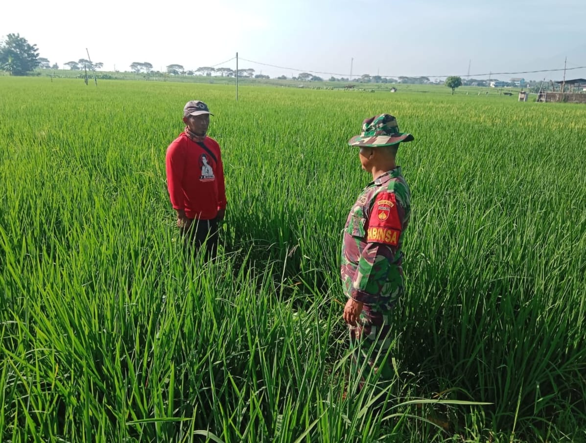 Babinsa Dampingi Petani Pantau Tanaman Padi, Pastikan Hasil Panen Melimpah