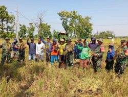 Koramil Ngrampal Bantu Petani Panen Raya Padi, Langkah Konkret Menuju Swasembada Pangan