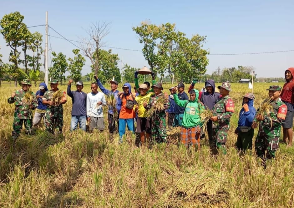 Koramil Ngrampal Bantu Petani Panen Raya Padi, Langkah Konkret Menuju Swasembada Pangan