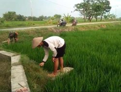 Babinsa Turun Sawah, Bantu Petani Cabut Rumput Pengganggu