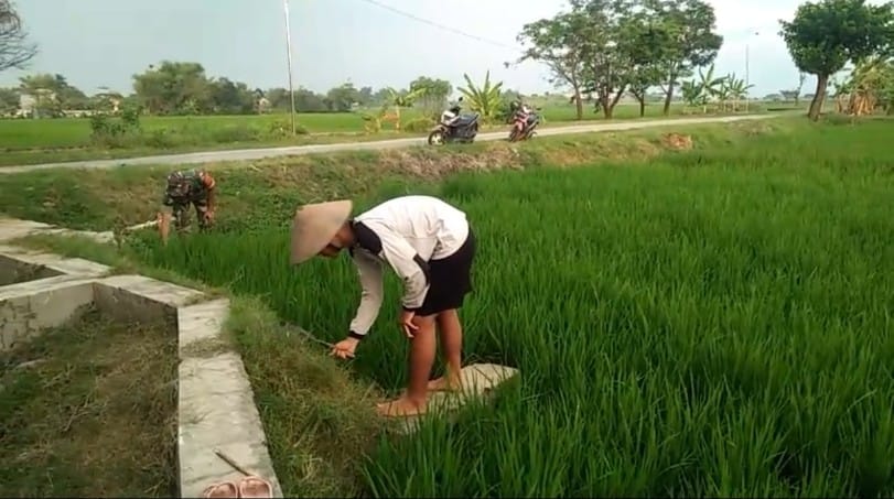 Babinsa Turun Sawah, Bantu Petani Cabut Rumput Pengganggu