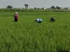 Babinsa Turun Sawah, Berbagi Semangat Bersama Petani