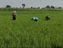 Babinsa Turun Sawah, Berbagi Semangat Bersama Petani