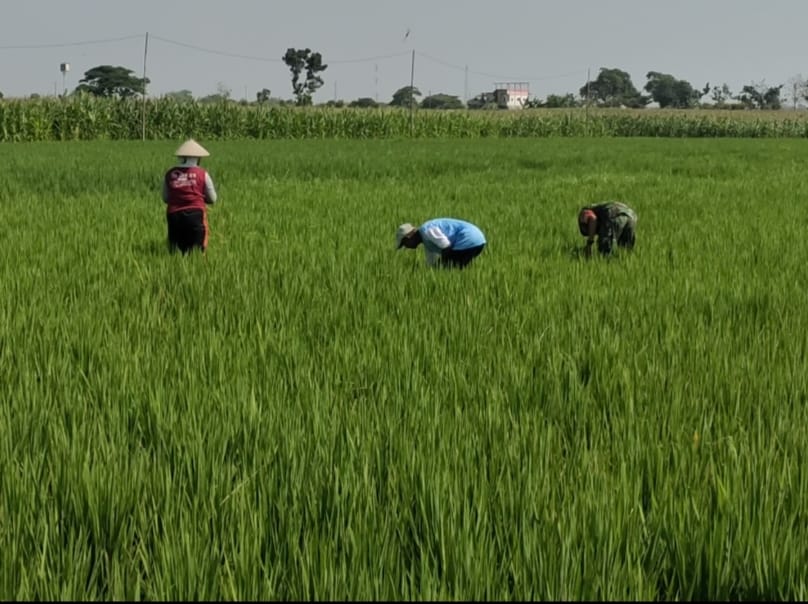 Babinsa Turun Sawah, Berbagi Semangat Bersama Petani