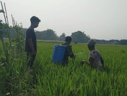 Babinsa Turun Tangan Bantu Petani Semprot Hama Padi
