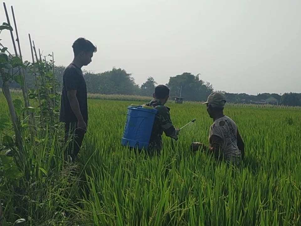 Babinsa Turun Tangan Bantu Petani Semprot Hama Padi